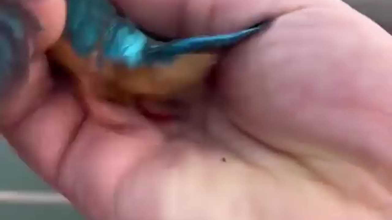 🤯 THIS GUY SAVES THE FROZEN BIRD 🤯