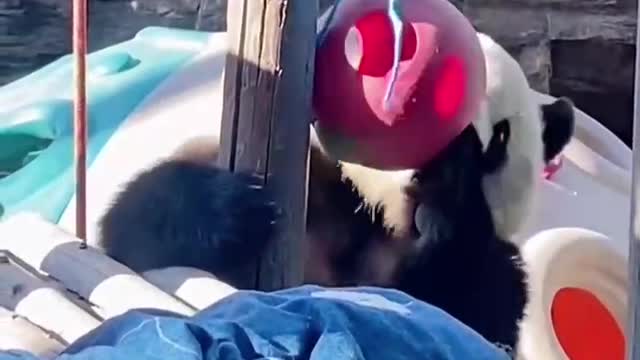 The panda is entertaining itself