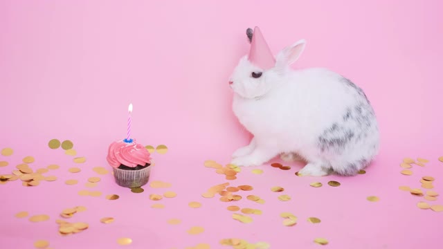 Cute bunny wearing a party hat