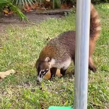 Exotic Animals That You Can Legally Own #shorts