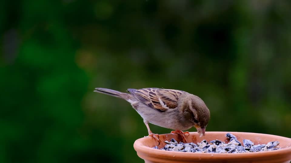 Nature And Wildlife Video – Bird and animal is beautiful creature on our planet