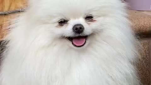 A smiling white dog