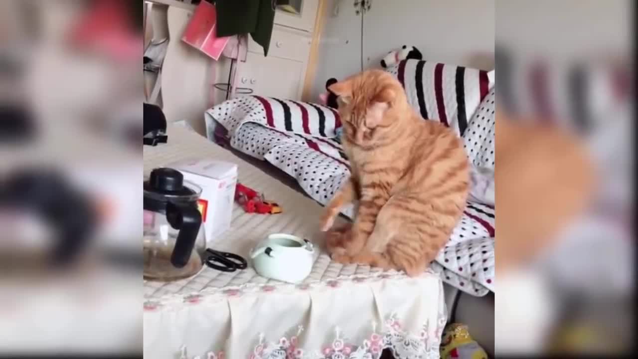 Adorable cats videos that would make your day!