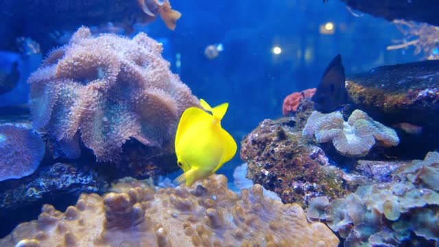 bright yellow fish loves to swim