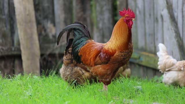 rooster and chicken