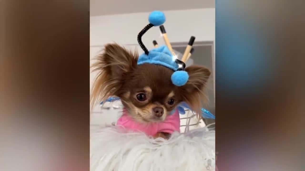 Funny Dogs And Cats At Halloween funny, Skeleton Scares Cat And Dog