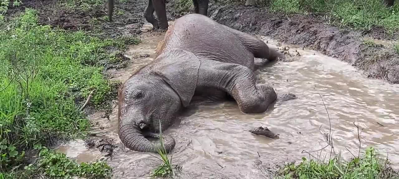 Naleku loves a spa session!