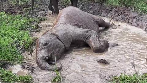 Naleku loves a spa session!