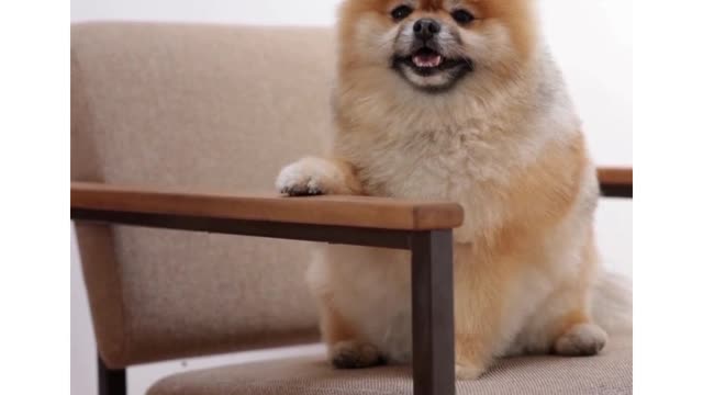 Baby Dogs - Cute and Funny Dog Videos#