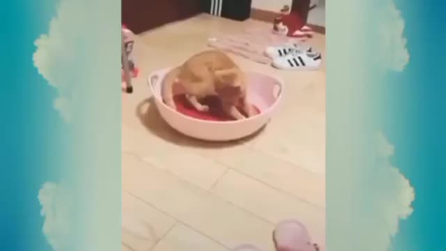 Best funny cats and more