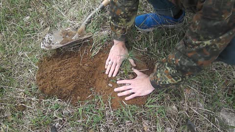 How to Bless and Energize a Seedling