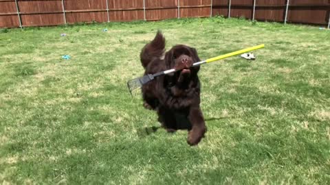 Huge Newfoundland helps with the yard work