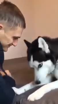 This Viva of Dog _dog2_ is so funny _rolling_on_the_floor_laughing Animals- Dog