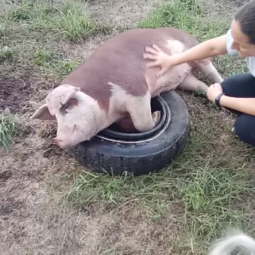 Pork Belly Rub