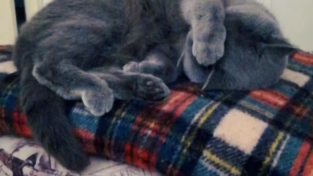 A British Shorthair Cat Sleeping Like a Baby