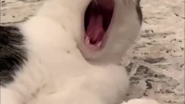 Funny cats video