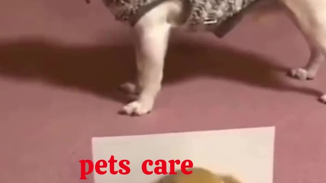 Cute puppies funny videos 2022 | cute cates, cute videos