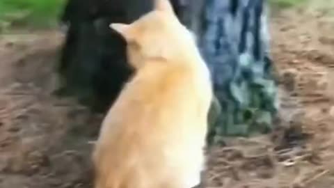 Cat viral video.#viral video #cat #foryou #funny #funnyvideo #viralfunnyvideo #catfunnyvideo