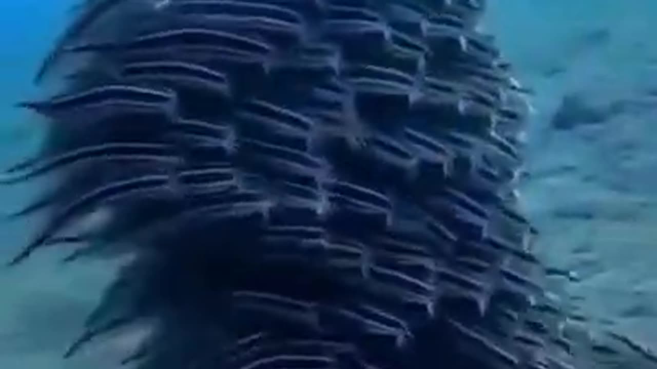 Amazing underwater life