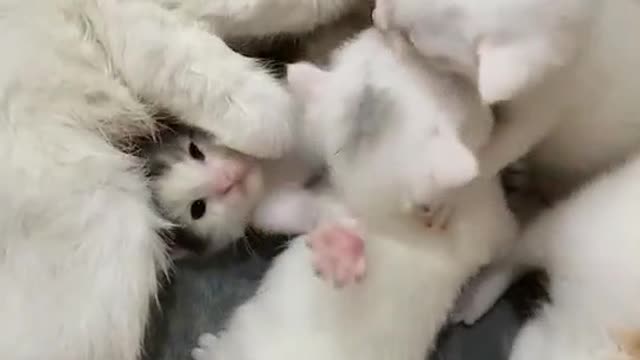 Cute baby cat~!
