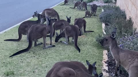 Kangaroo Mob Makes Itself at Home in Urban Street