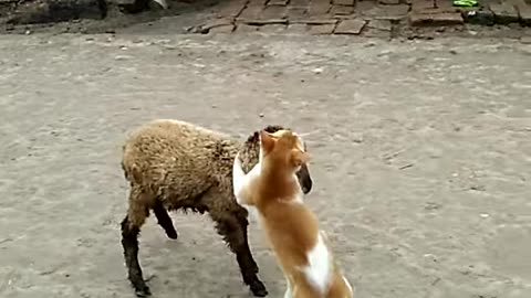 Sheep and cats