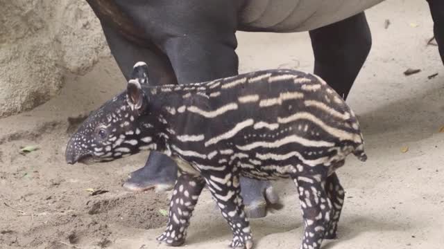 Tiny Tapir Tiptoe