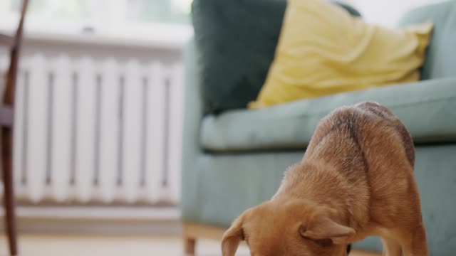 Dog Eating on a Pet Bowl