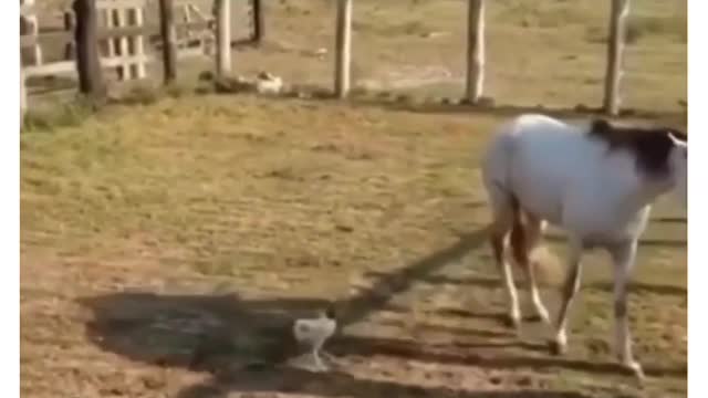 animals memes 31