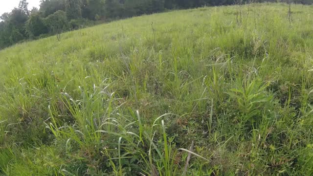 Magic Mushroom Hunting in Florida Blue Meanies (Panaeolus Cyanescens)