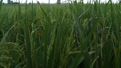 in the fields when it rains