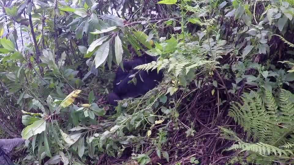 Getting Up-Close to a Mountain Gorilla