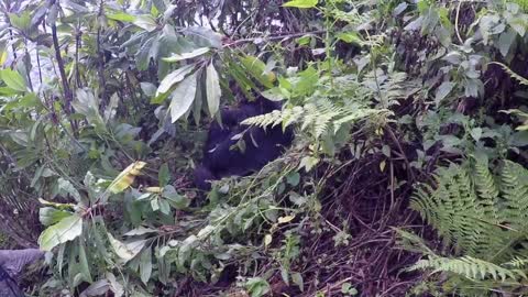 Getting Up-Close to a Mountain Gorilla