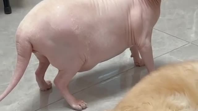 The cat didn't show his face and thought it was a pig.