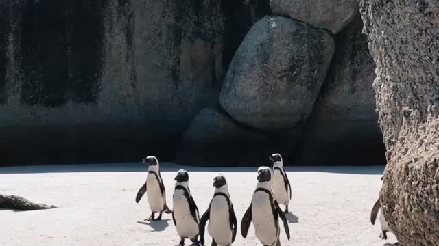 Penguins walk in reverse