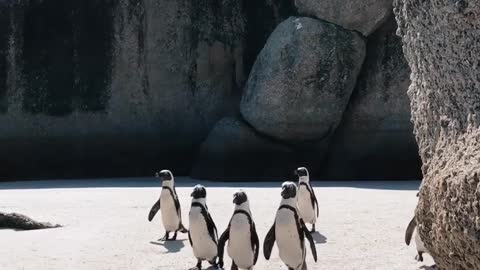 Penguins walk in reverse