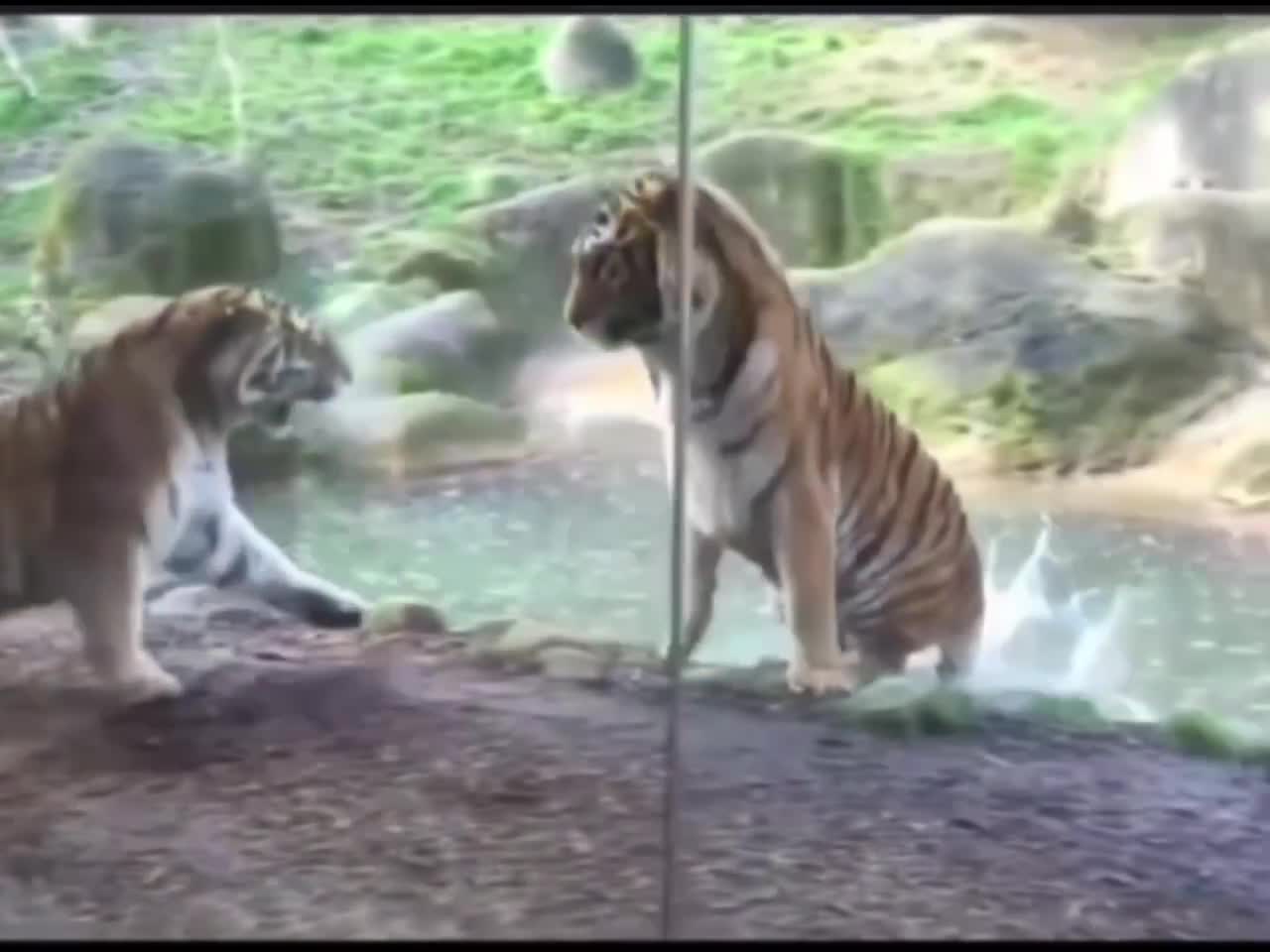 Two tiger are cruelling in the zoo