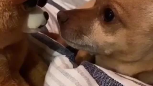 Watch the shock of this dog from a doll , Incredible !_!