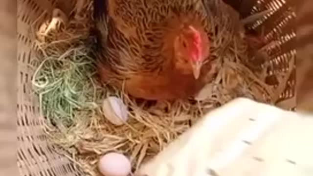 Chicken attacks a man FUNNY ANIMALS VIDEOS