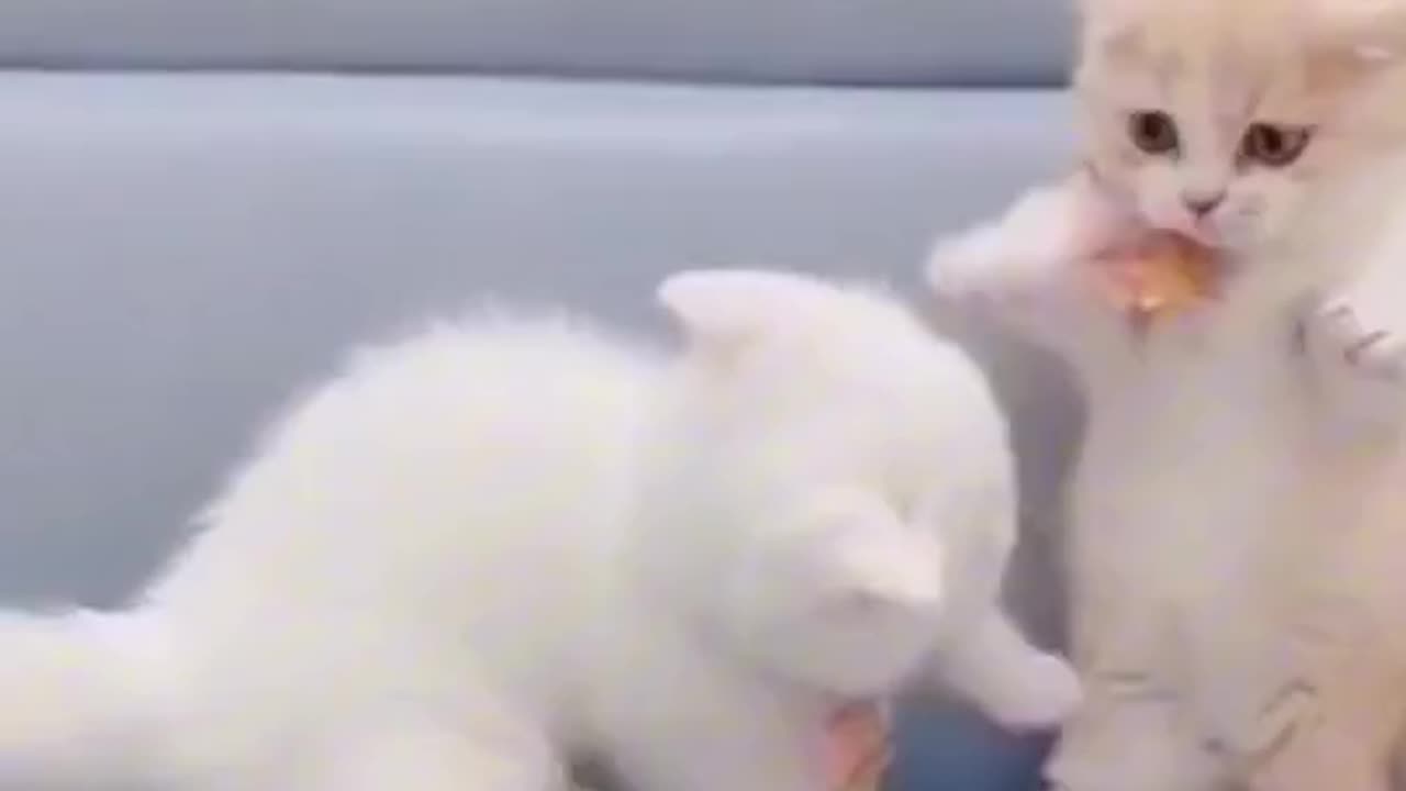 Cute Pet [Part - 1]