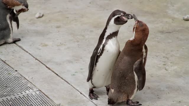 Penguin Looking Around/Penguins are funny and cute when walking