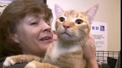 Cat lost for a 1year and was 2000 miles away got reunited with his family