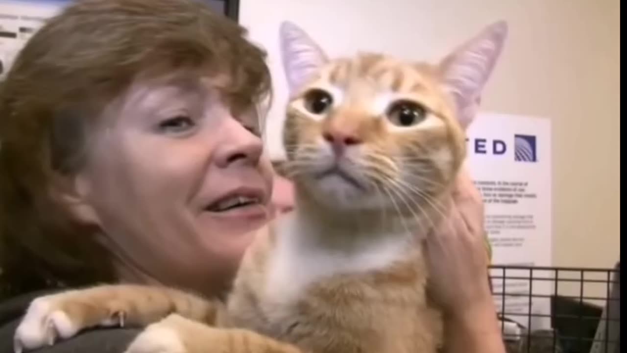 Cat lost for a 1year and was 2000 miles away got reunited with his family