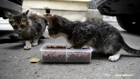 Kitty Cam catches a group of kittens coming from underneath of cars