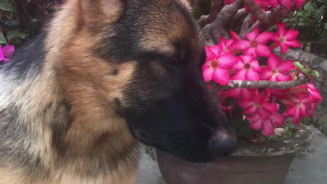 dogs and flowers