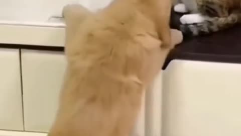 Funny dog 🐕 and cat 🐈 😂😂