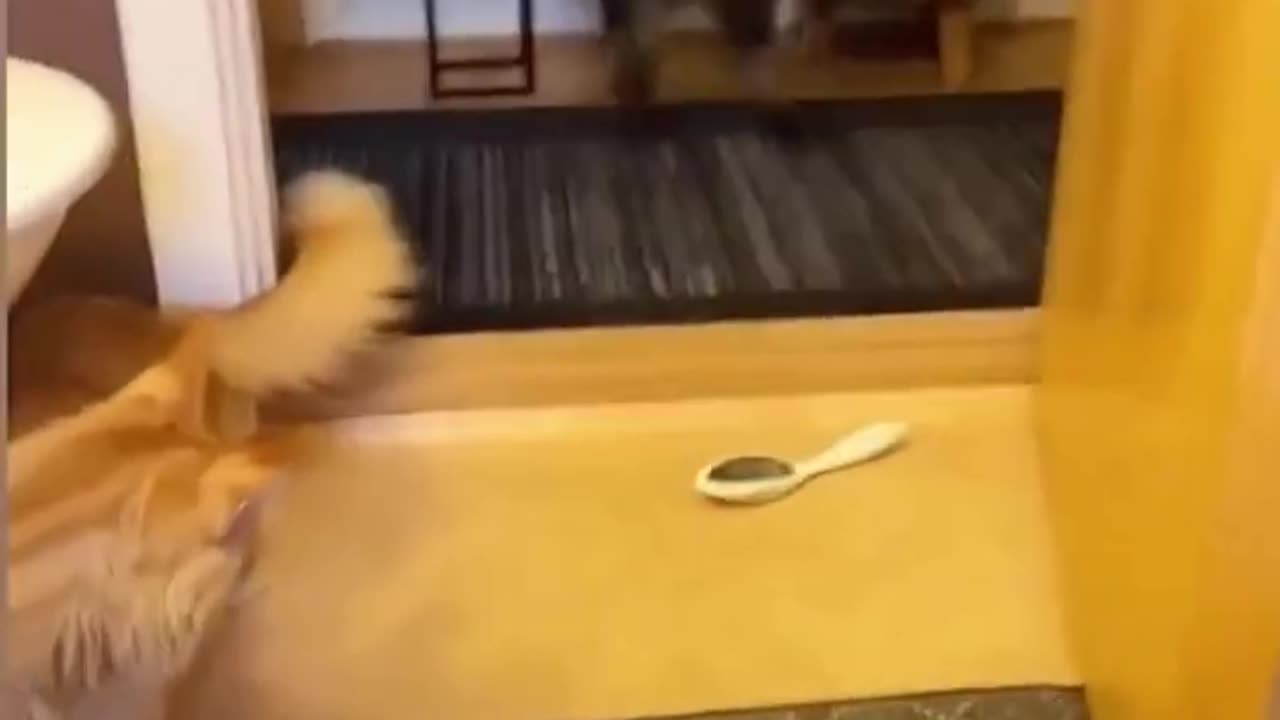 The FUNNIEST Pet Videos of 2023! 🤣 | BEST Compilation