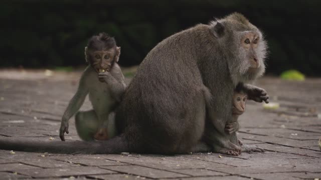 helps dad take care of baby monkey