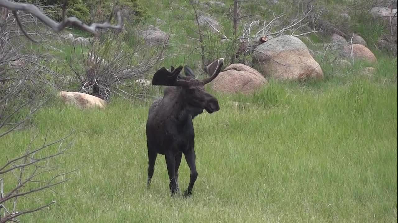 Moose at Sheep Lakes. RMNP Colorado