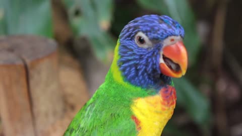 bird music